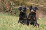 BEAUCERON - PUPPIES 391